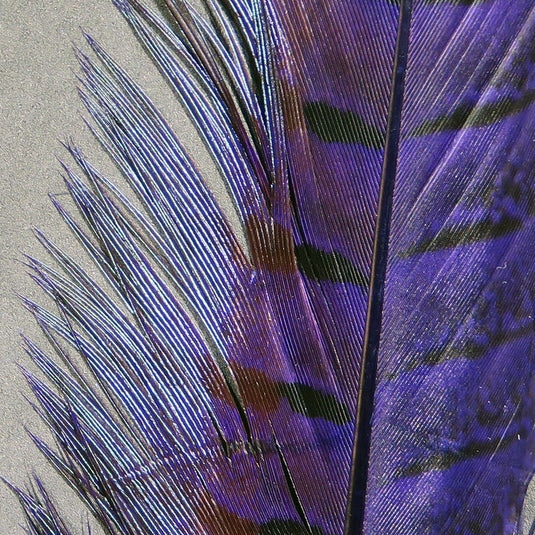 Hareline Ringneck Pheasant Tail Feathers (Pair)