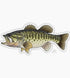 Casey Underwood Smallmouth Bass Sticker