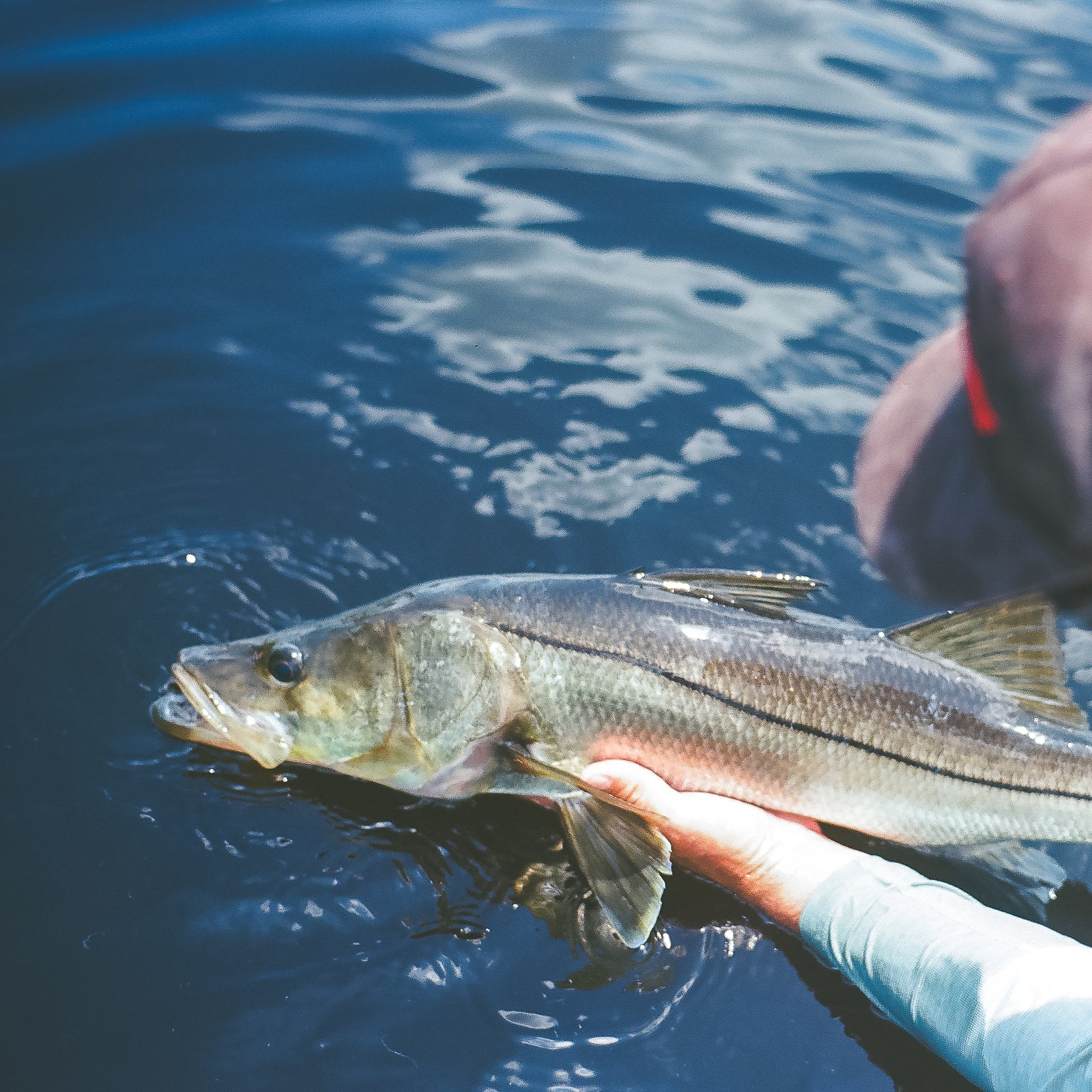 Snook Fly Assortment