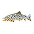 MFC Maddox's Brown Trout Sticker