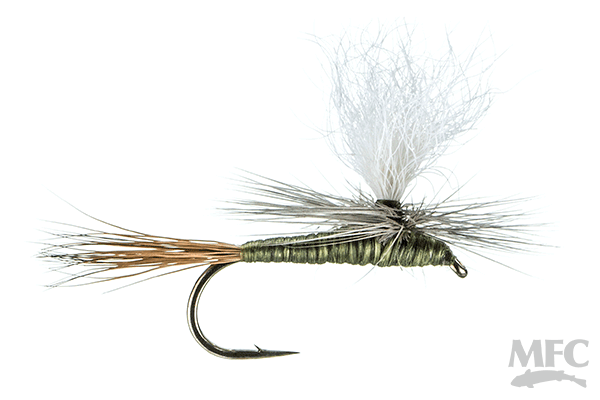 Carlson's Olive Haze