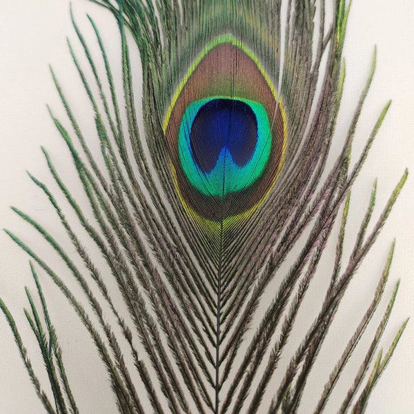 Load image into Gallery viewer, Peacock Eyed Sticks
