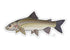 Casey Underwood Whitefish Decal