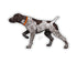 Casey Underwood German Shorthaired Pointer Decal
