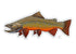 Casey Underwood Brook Trout Decal