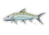 Casey Underwood Bonefish Decal