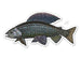 Casey Underwood Grayling Decal
