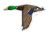 Casey Underwood Mallard Decal
