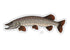 Casey Underwood Northern Pike Decal