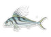 Casey Underwood Roosterfish Decal