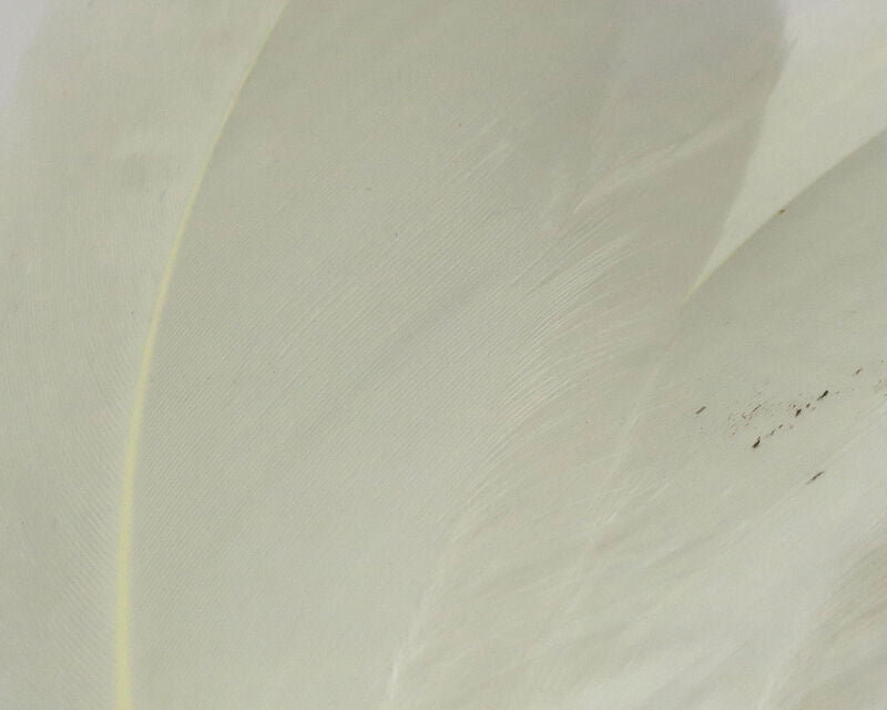 Select Goose Shoulder