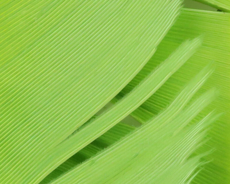 Hareline Turkey Biot Quills