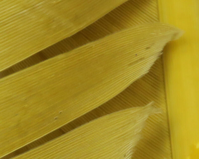 Hareline Turkey Biot Quills