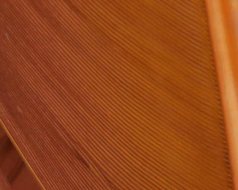 Hareline Turkey Biot Quills