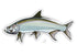 Casey Underwood Tarpon Decal