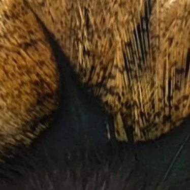 Coq De Leon Feathers