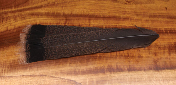 Cinnamon Tip Turkey Tail Feathers