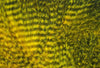Hareline Dubbin Barred Marabou Feathers