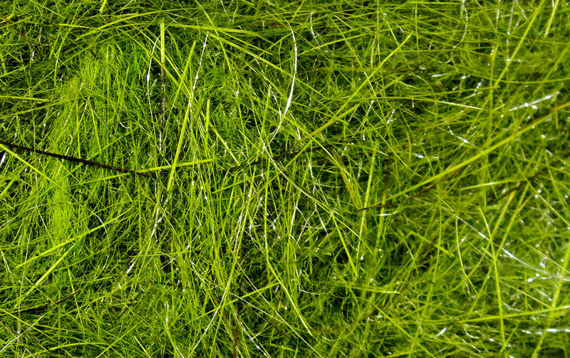 Hareline Hare’s Ear Plus Dub