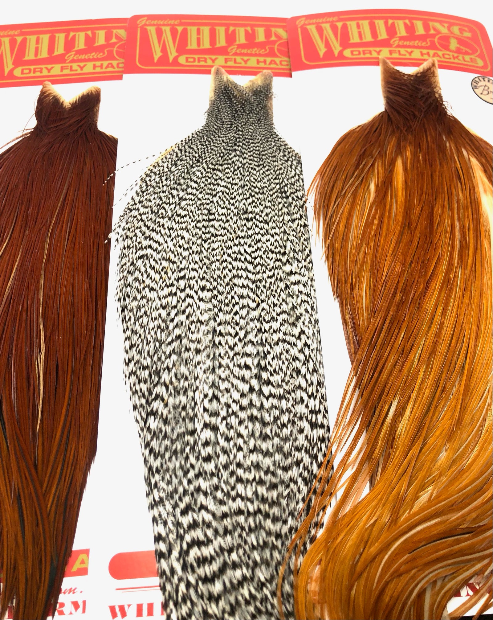 Whiting Bronze Grade Cape