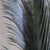 Hareline Ringneck Pheasant Tail Feathers (Pair)