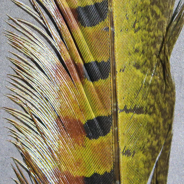 Load image into Gallery viewer, Hareline Ringneck Pheasant Tail Feathers (Pair)
