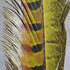 Hareline Ringneck Pheasant Tail Feathers (Pair)