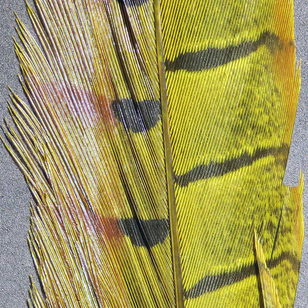 Hareline Ringneck Pheasant Tail Feathers (Pair)