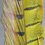 Hareline Ringneck Pheasant Tail Feathers (Pair)
