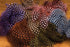 Hareline Strung Guinea Feathers