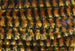 Hareline Variegated Chenille Medium