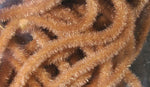 Velvet Chenille Micro